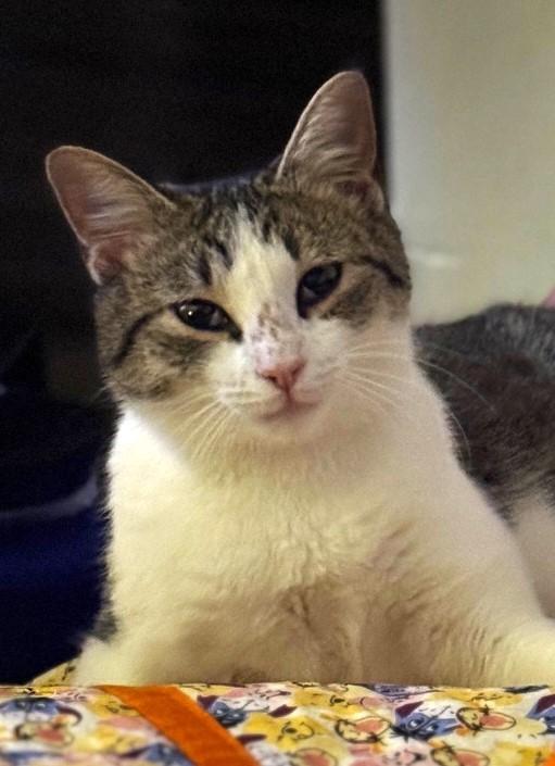 Cici – The Sweet Little Survivor Looking for Love - Courtesy Listing, a ADOPTABLE Domestic Short Hair in Prescott, AZ image 2/4