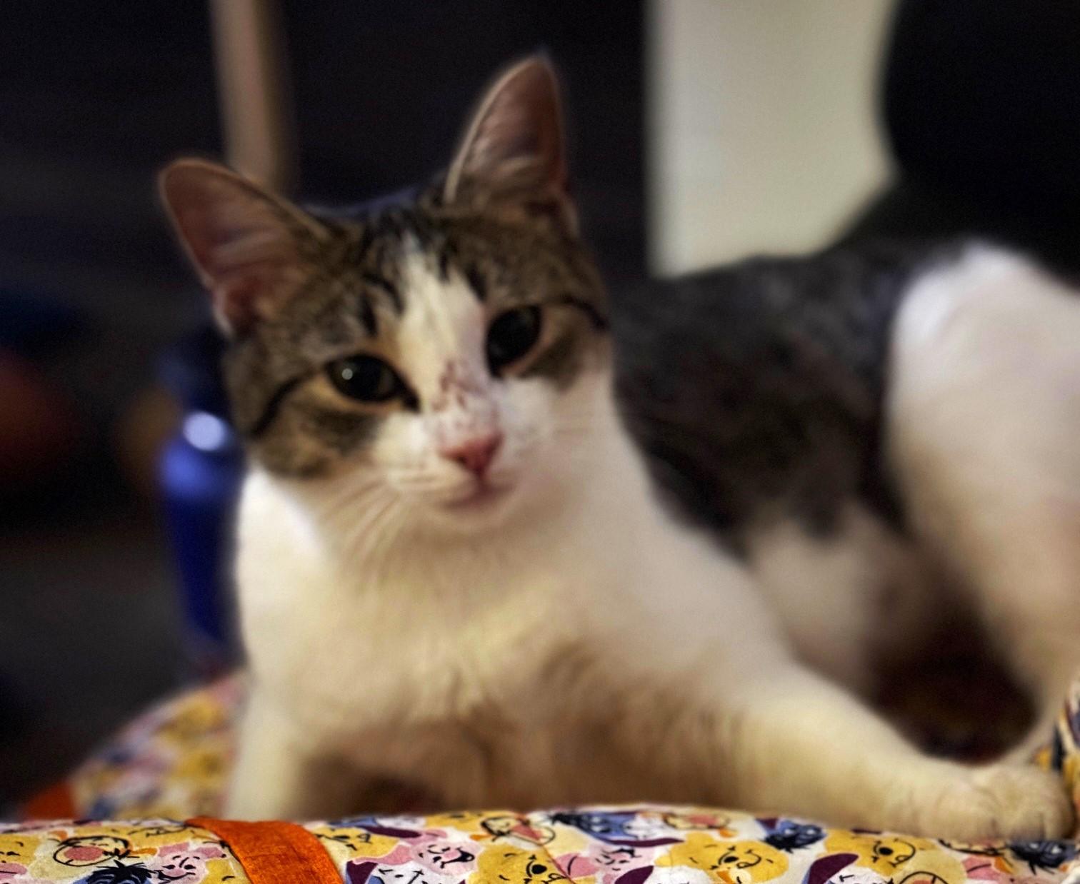 Cici – The Sweet Little Survivor Looking for Love - Courtesy Listing, a ADOPTABLE Domestic Short Hair in Prescott, AZ image 3/4