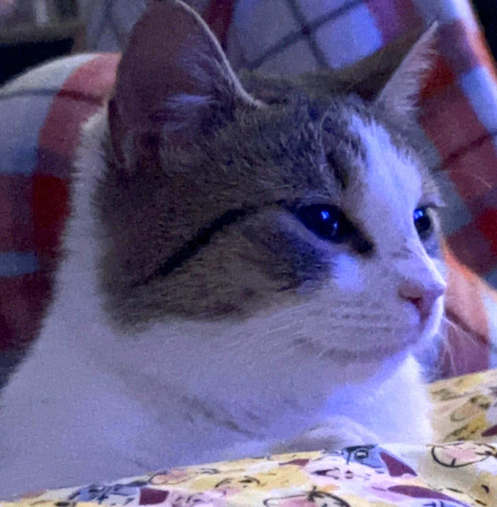 Cici – The Sweet Little Survivor Looking for Love - Courtesy Listing, a ADOPTABLE Domestic Short Hair in Prescott, AZ image 4/4