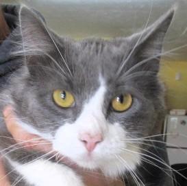 Buddy, ADOPTABLE, Kitten Male Russian Blue & Nebelung.