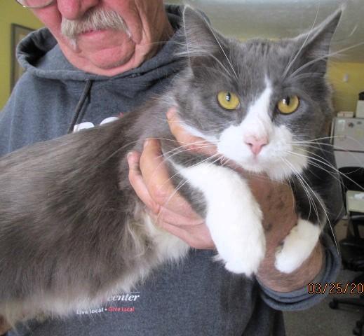 Enlarge Buddy, a ADOPTABLE mixed breed in Frederick, MD image 2/3