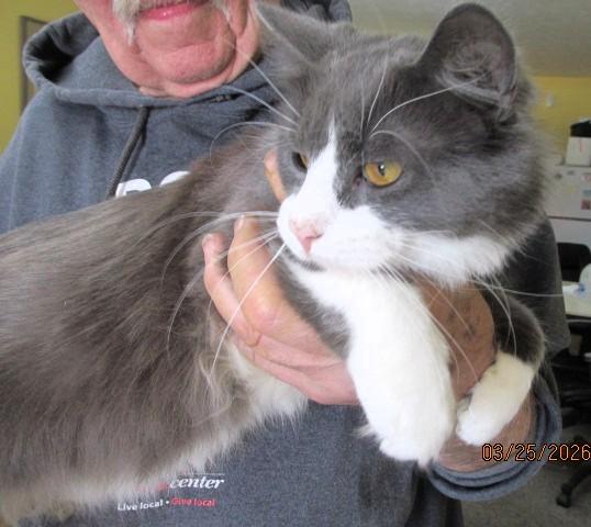 Enlarge Buddy, a ADOPTABLE mixed breed in Frederick, MD image 3/3