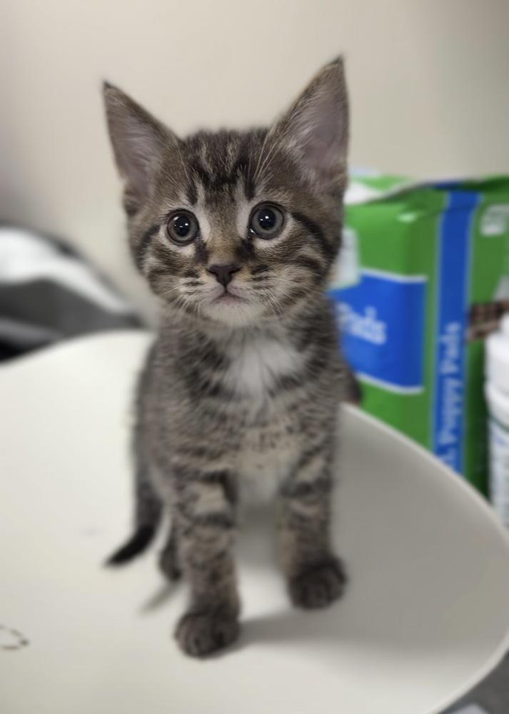 Stuart, Adoptable, Kitten Male Domestic Short Hair.