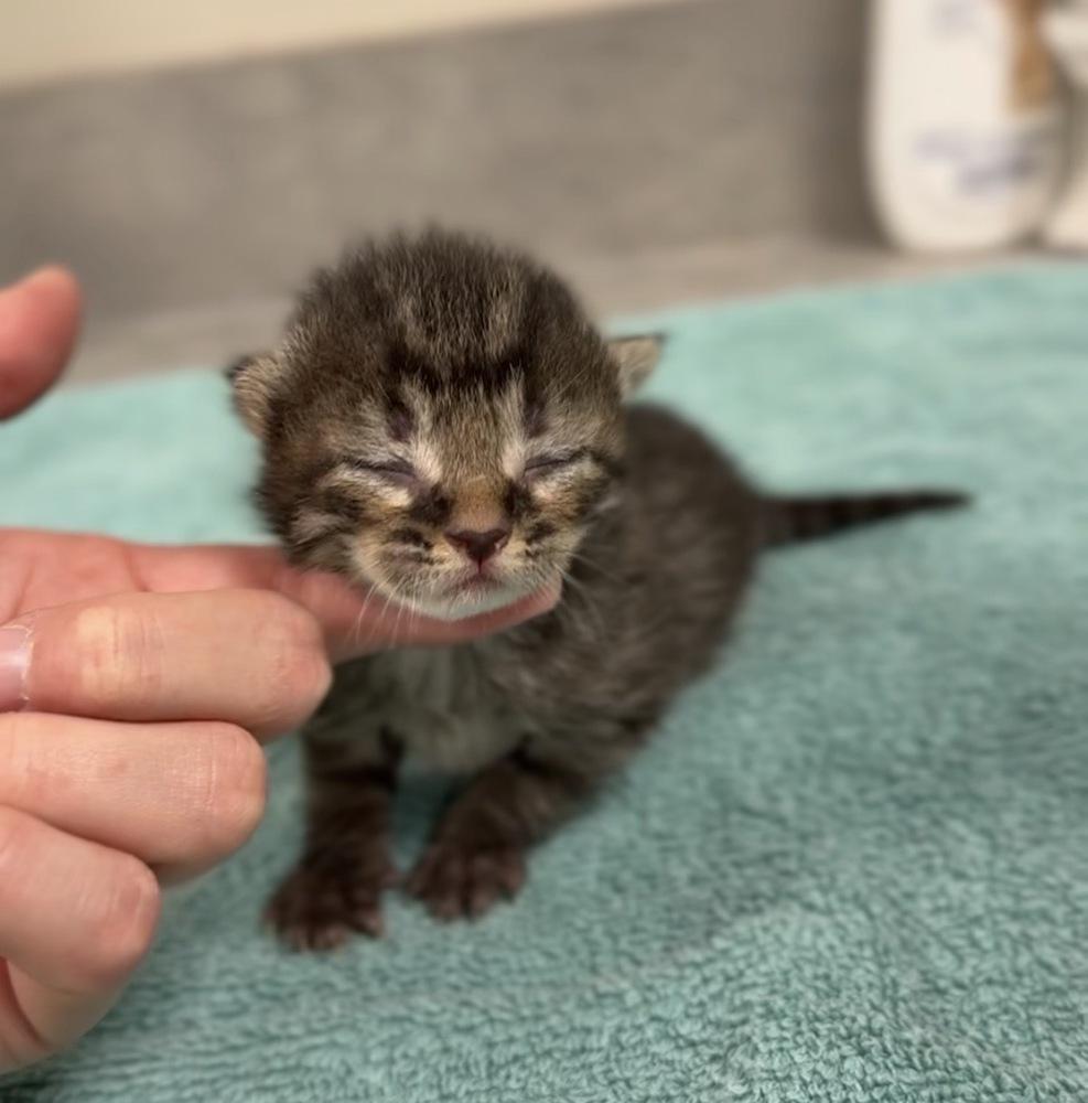 Enlarge Stuart, a Adoptable Domestic Short Hair in Bemidji, MN image 3/3