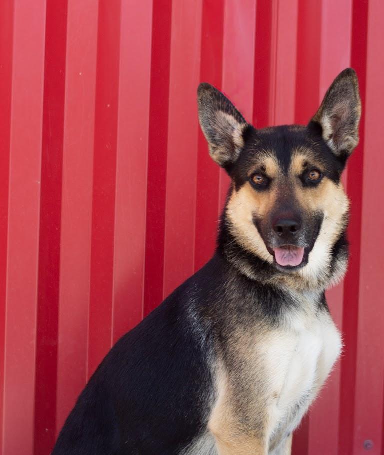 ESPINO, Adoptable, Young Male German Shepherd Dog.