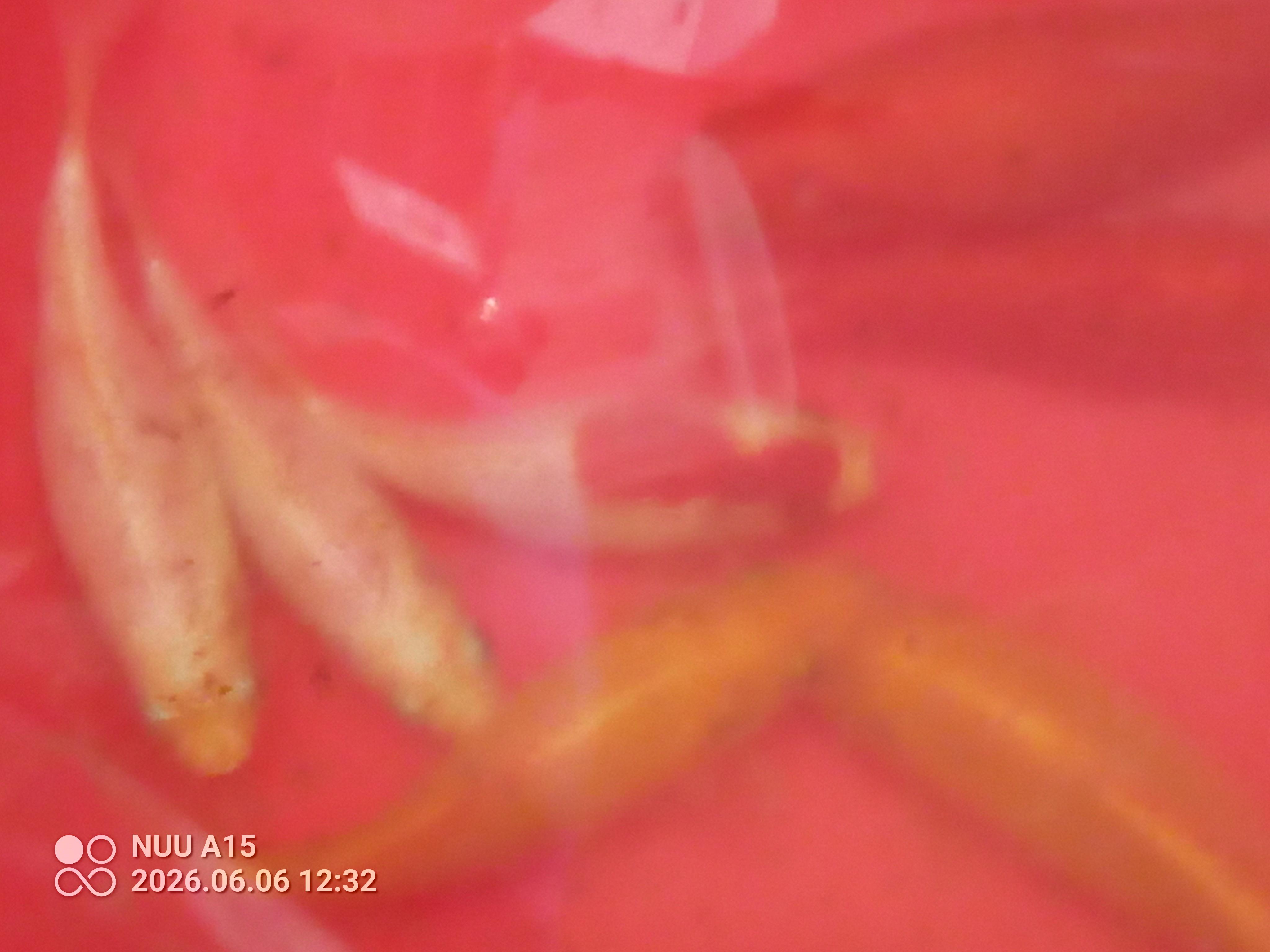 Enlarge gold fish, an adopted Freshwater Fish in Modesto, CA image 1/1