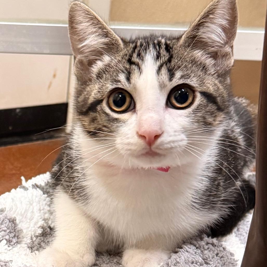 Archie, a Adoptable Domestic Short Hair in Santa Barbara, CA image 1/3