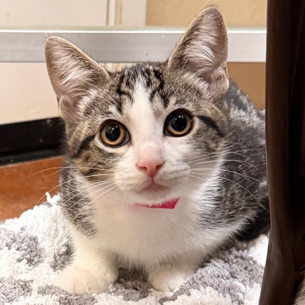 Archie, a Adoptable Domestic Short Hair in Santa Barbara, CA image 2/3
