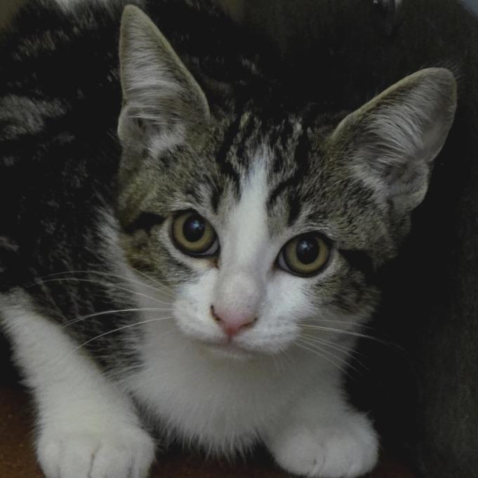 Archie, a Adoptable Domestic Short Hair in Santa Barbara, CA image 3/3
