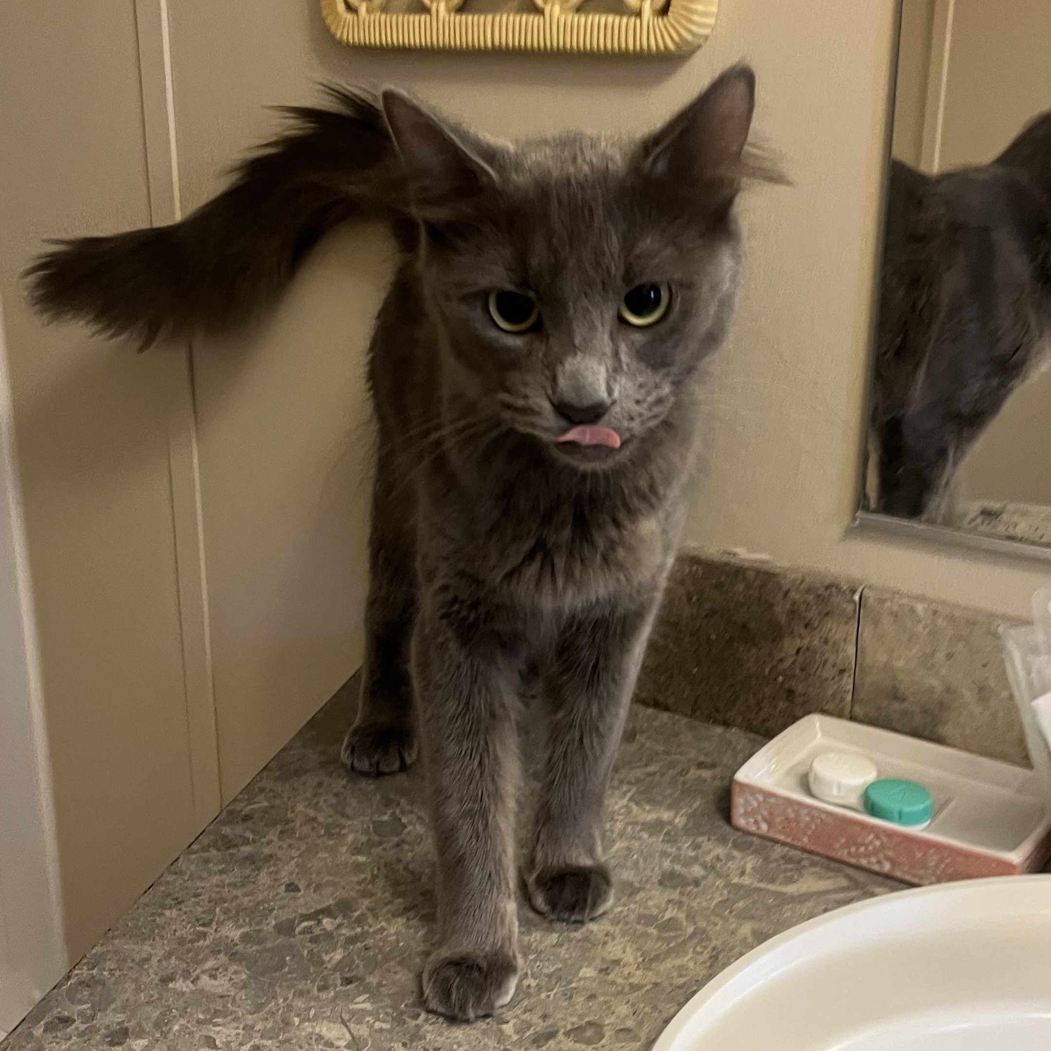 Enlarge Margo, an adopted Domestic Short Hair in Mississippi State, MS image 2/6