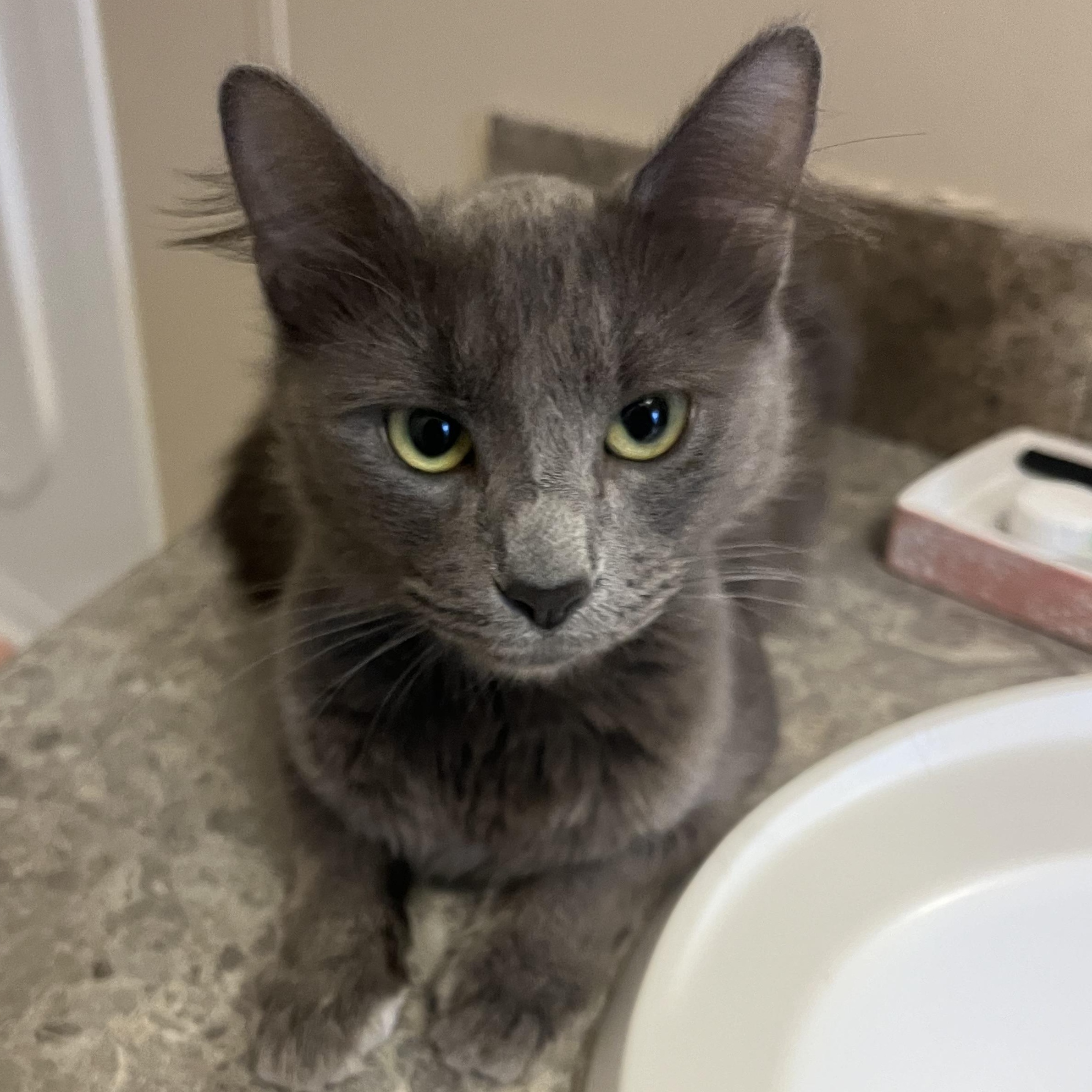 Enlarge Margo, an adopted Domestic Short Hair in Mississippi State, MS image 3/6