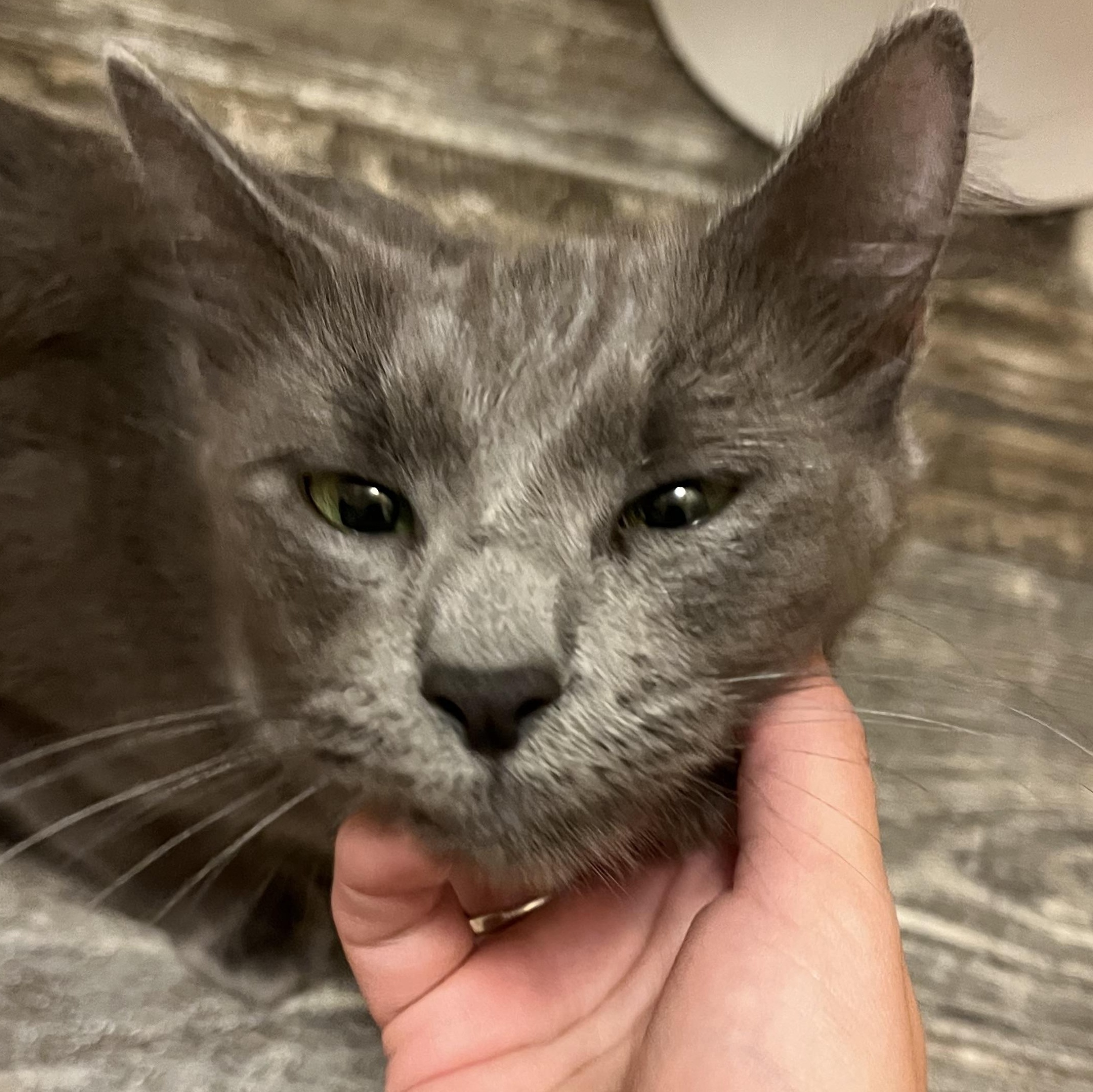 Enlarge Margo, an adopted Domestic Short Hair in Mississippi State, MS image 6/6