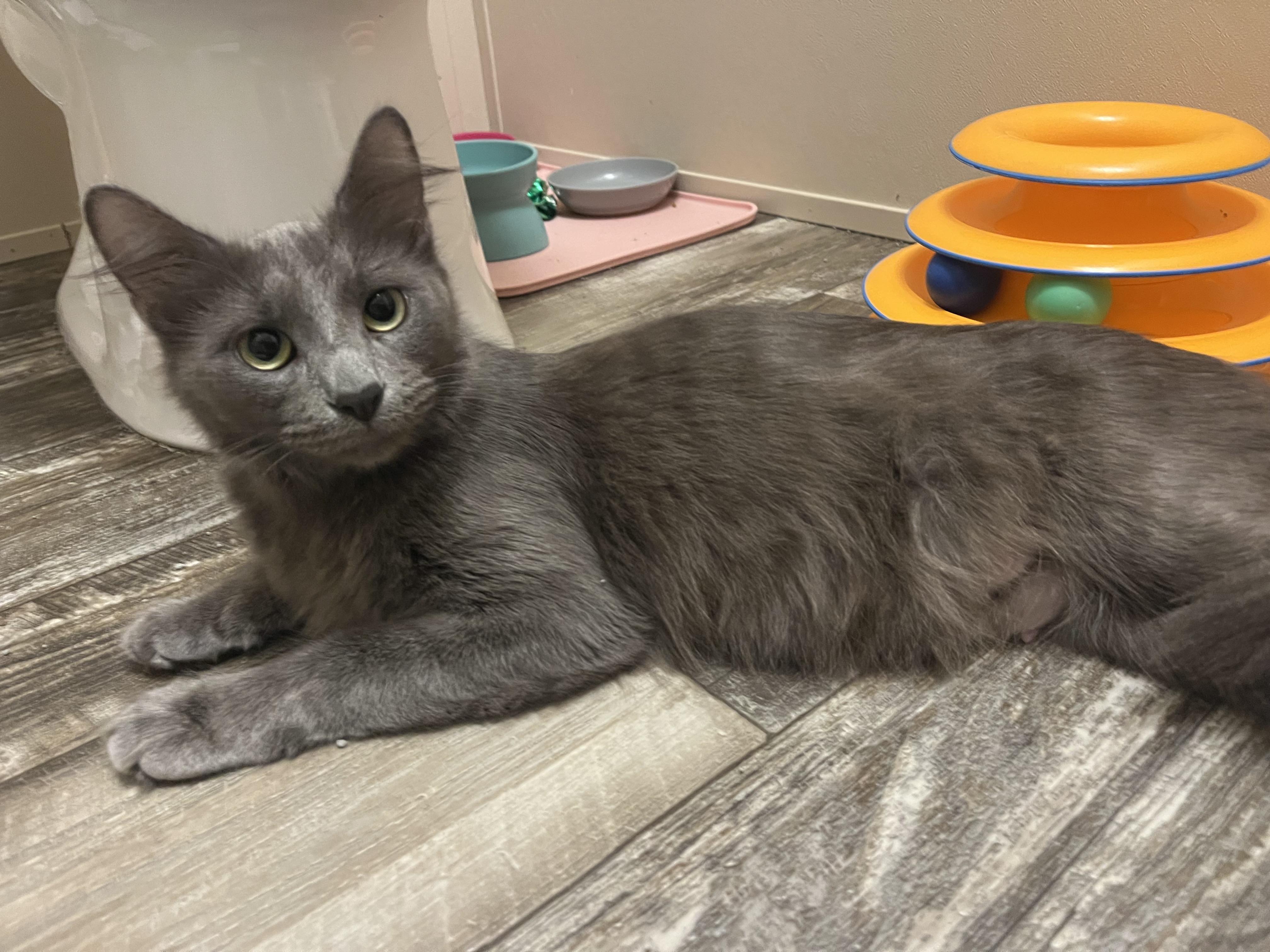Enlarge Margo, an adopted Domestic Short Hair in Mississippi State, MS image 4/6