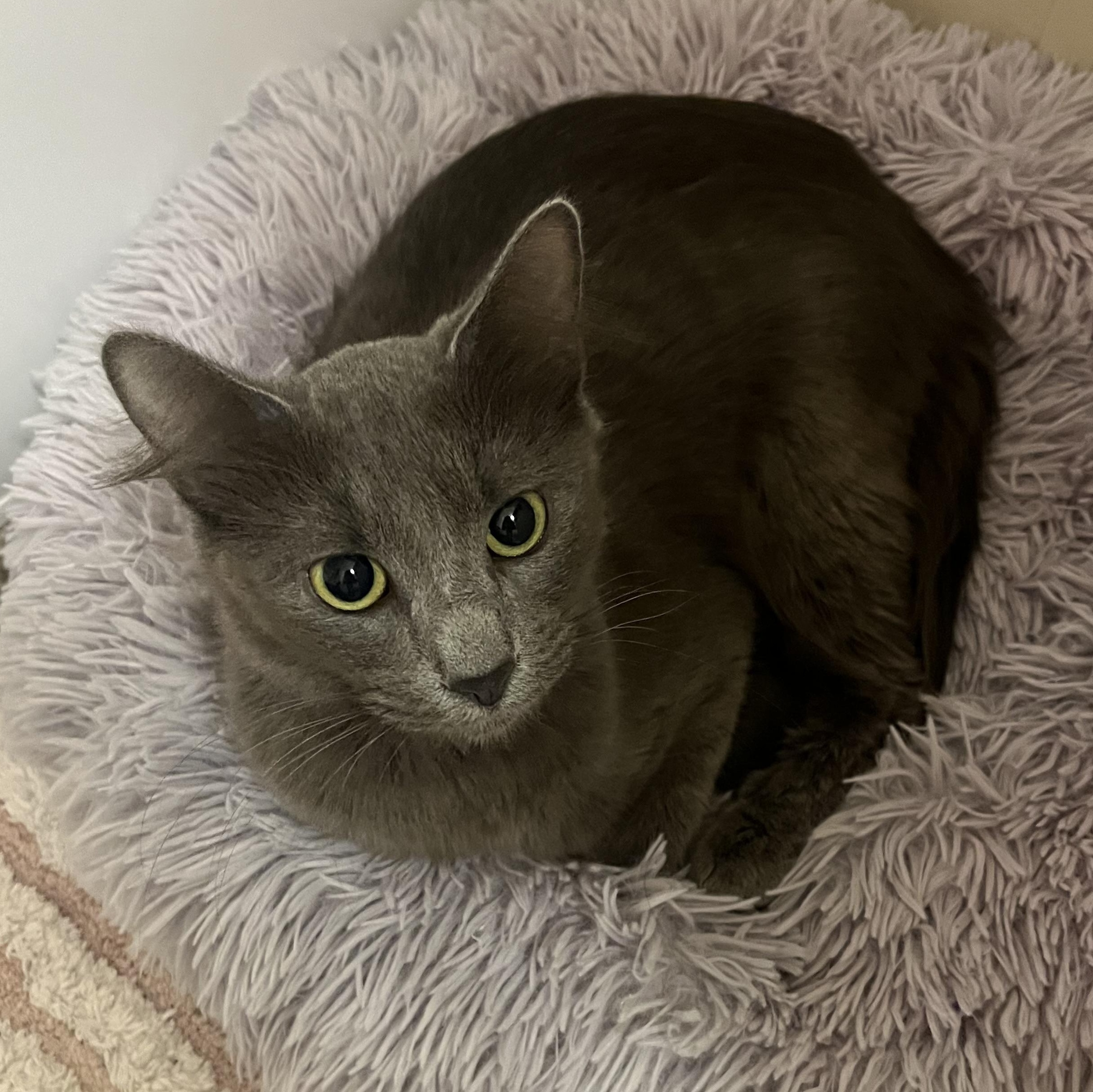Enlarge Margo, an adopted Domestic Short Hair in Mississippi State, MS image 5/6