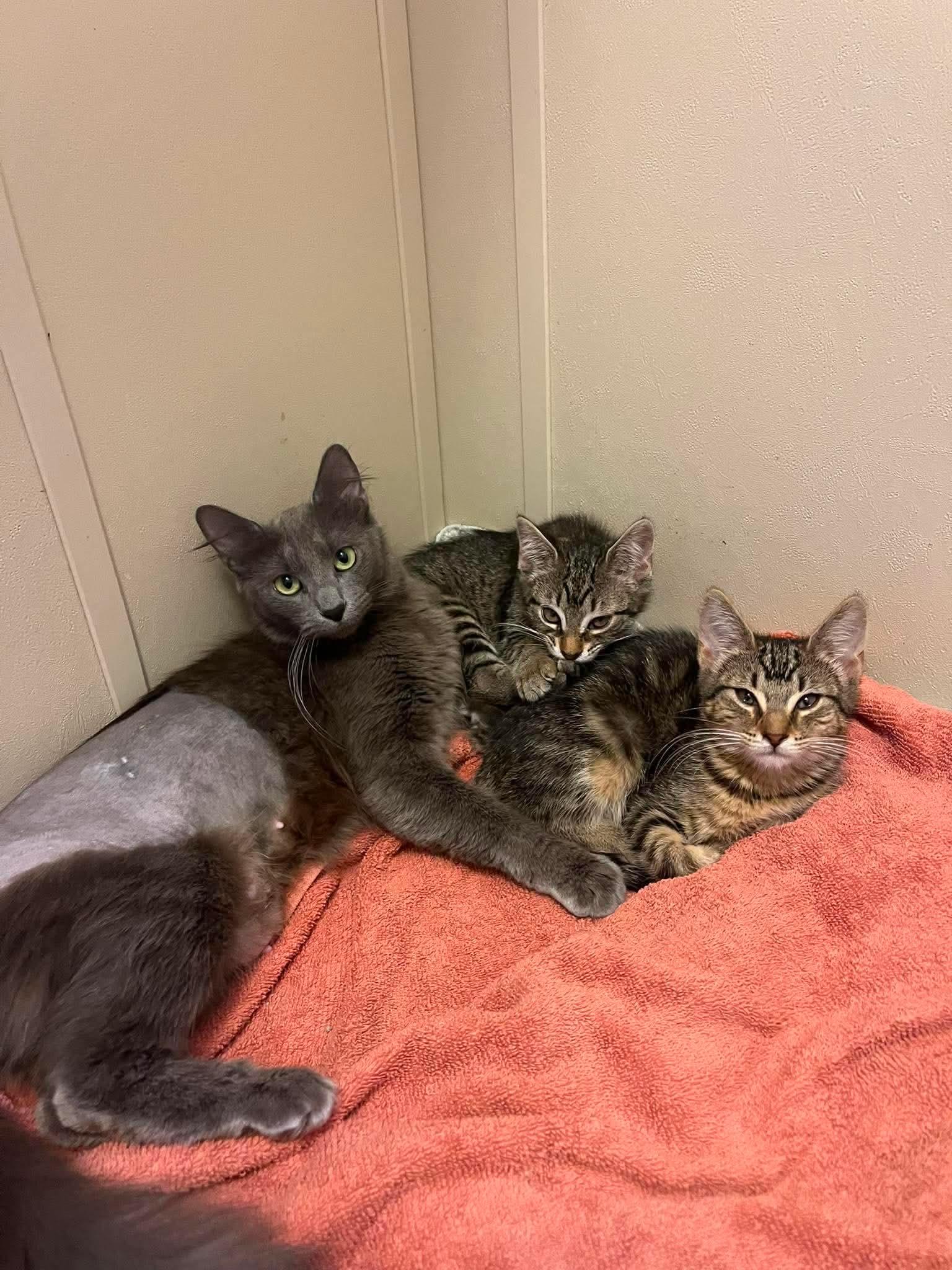 Enlarge Margo, an adopted Domestic Short Hair in Mississippi State, MS image 1/6