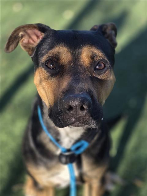 Enlarge MAXIMO, a Adoptable Mixed Breed in Chatsworth, CA image 1/1