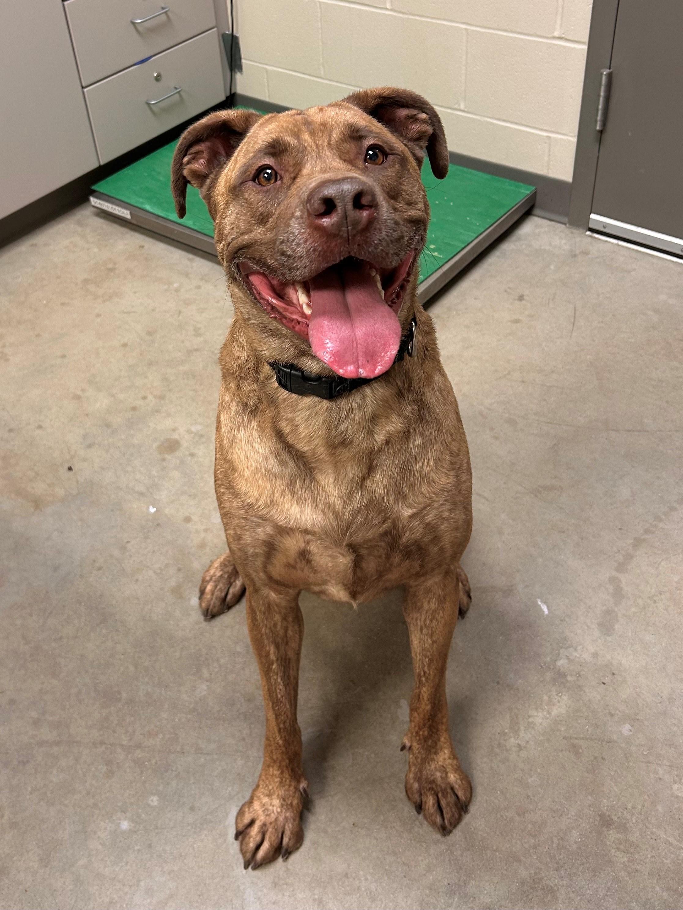 Enlarge Kane, a Adoptable mixed breed in Mason City, IA image 1/1