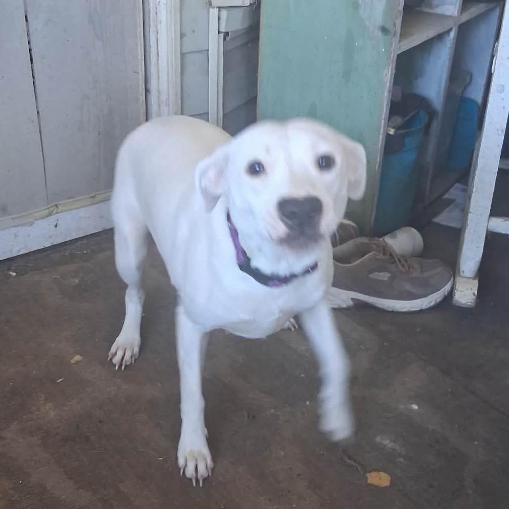 Pootie, Adoptable, Young Male Terrier & Mixed Breed.