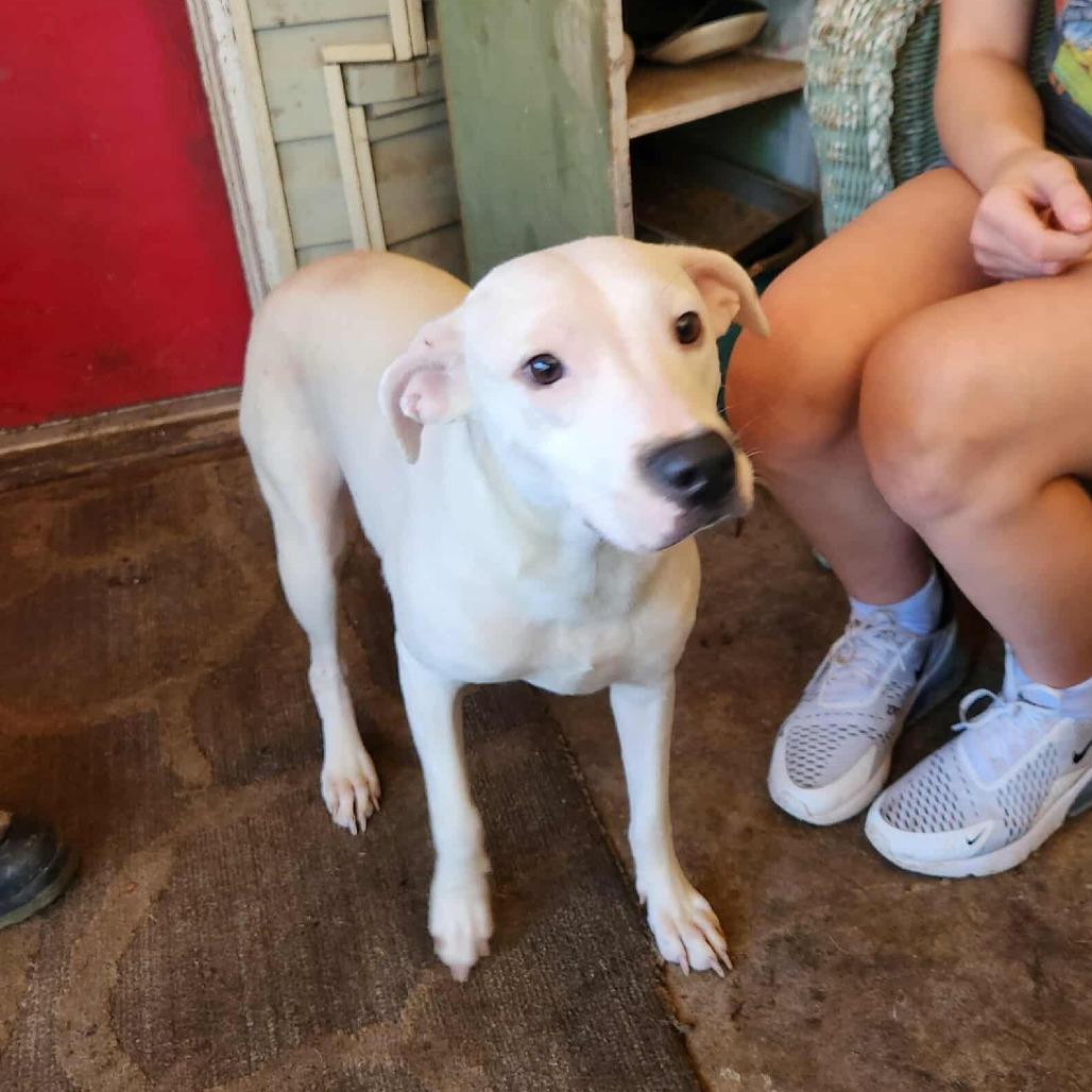 Pootie, a Adoptable mixed breed in Hackett, AR image 1/4