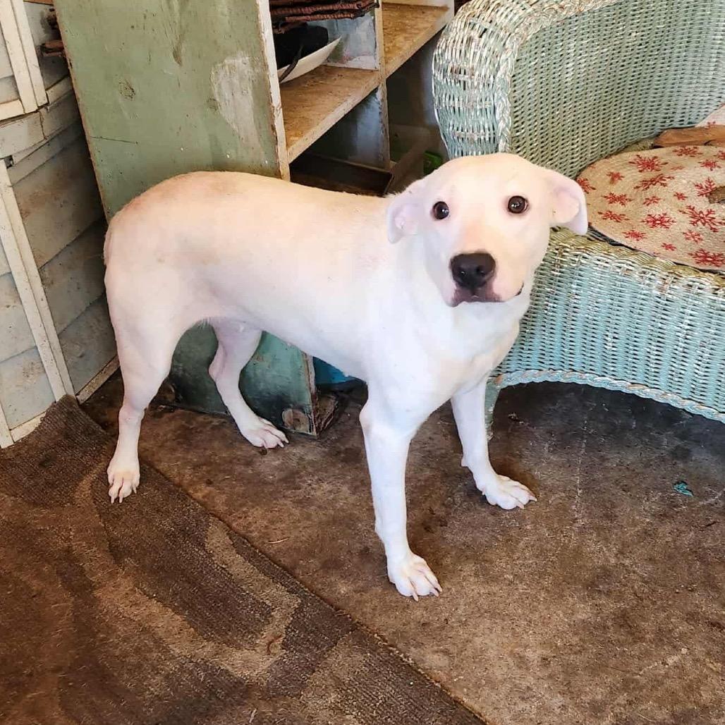 Pootie, a Adoptable mixed breed in Hackett, AR image 3/4