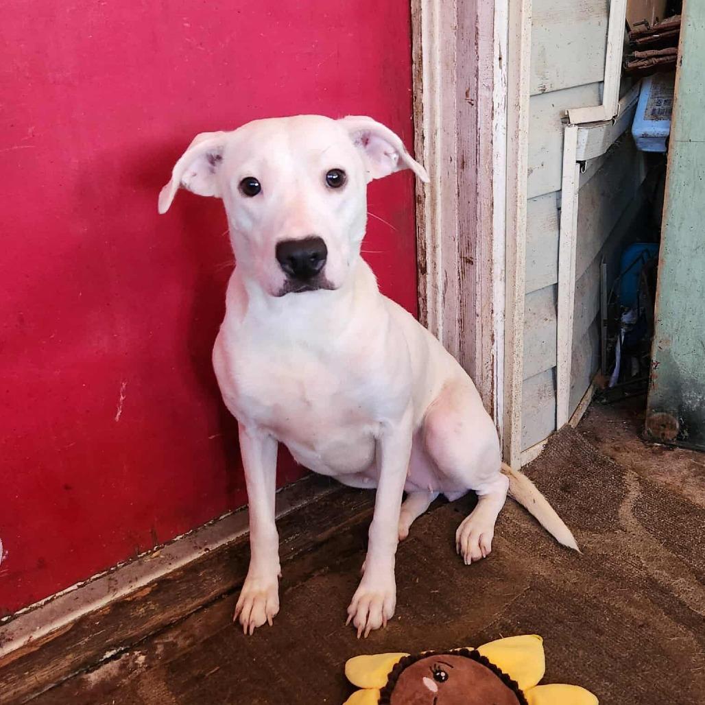 Pootie, a Adoptable mixed breed in Hackett, AR image 4/4
