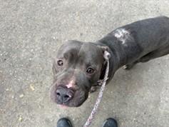 Enlarge TEDDY, a ADOPTABLE mixed breed in Huntington, NY image 1/2