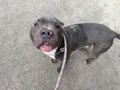 Enlarge TEDDY, a ADOPTABLE mixed breed in Huntington, NY image 2/2
