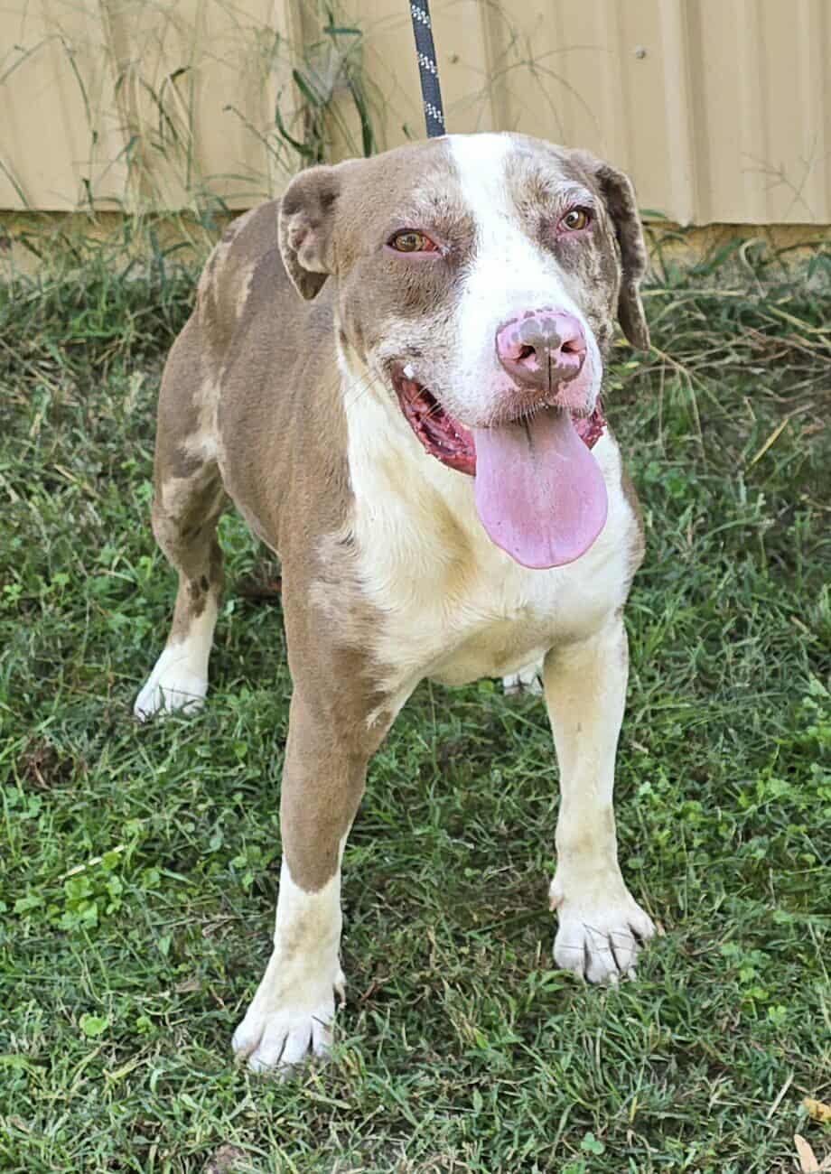 Yedi, Adoptable, Young Male Catahoula Leopard Dog.