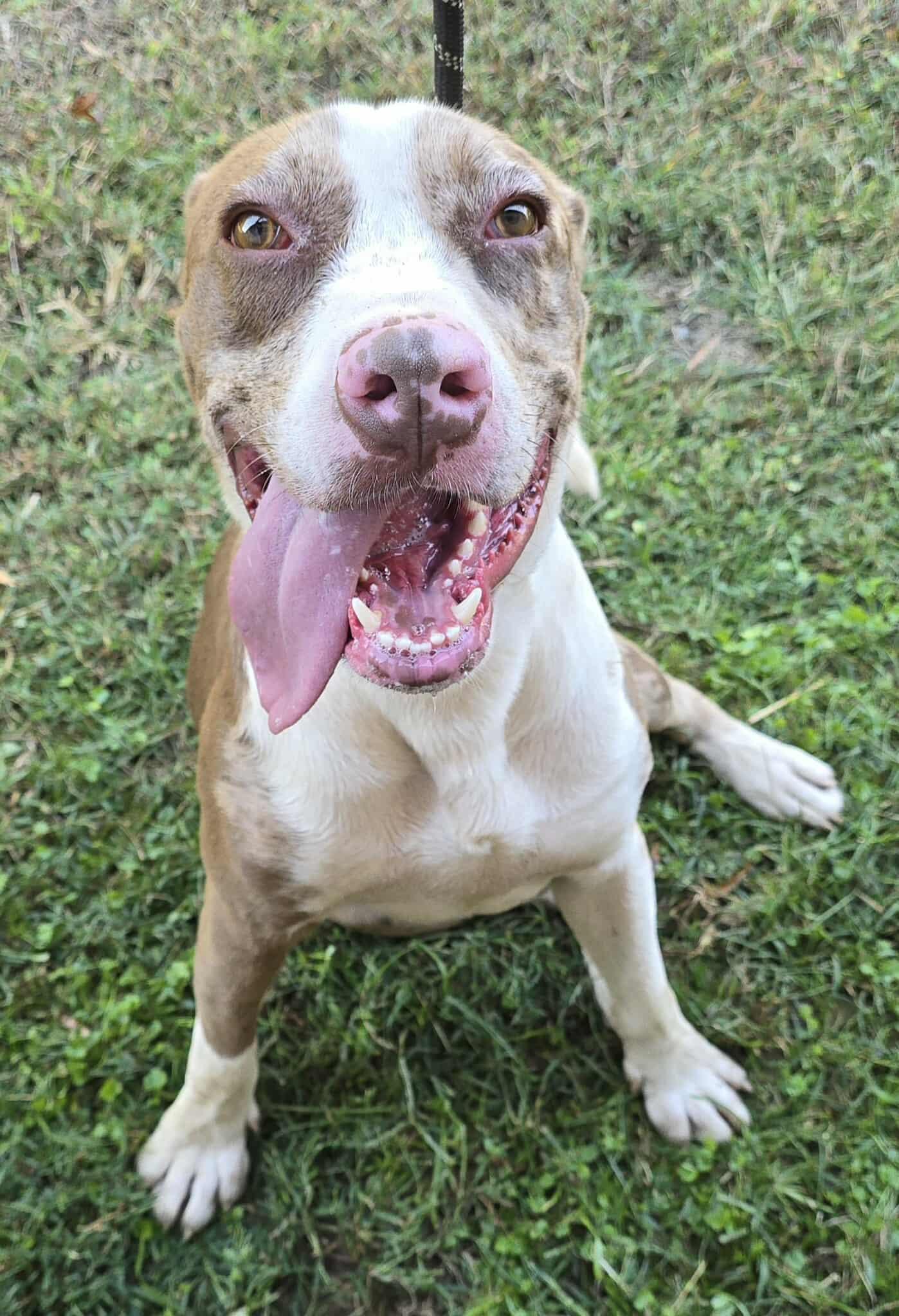 Enlarge Yedi, a Adoptable mixed breed in Newport, TN image 2/6