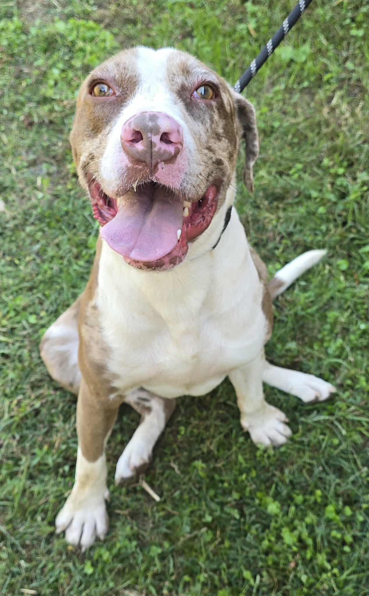 Enlarge Yedi, a Adoptable mixed breed in Newport, TN image 3/6