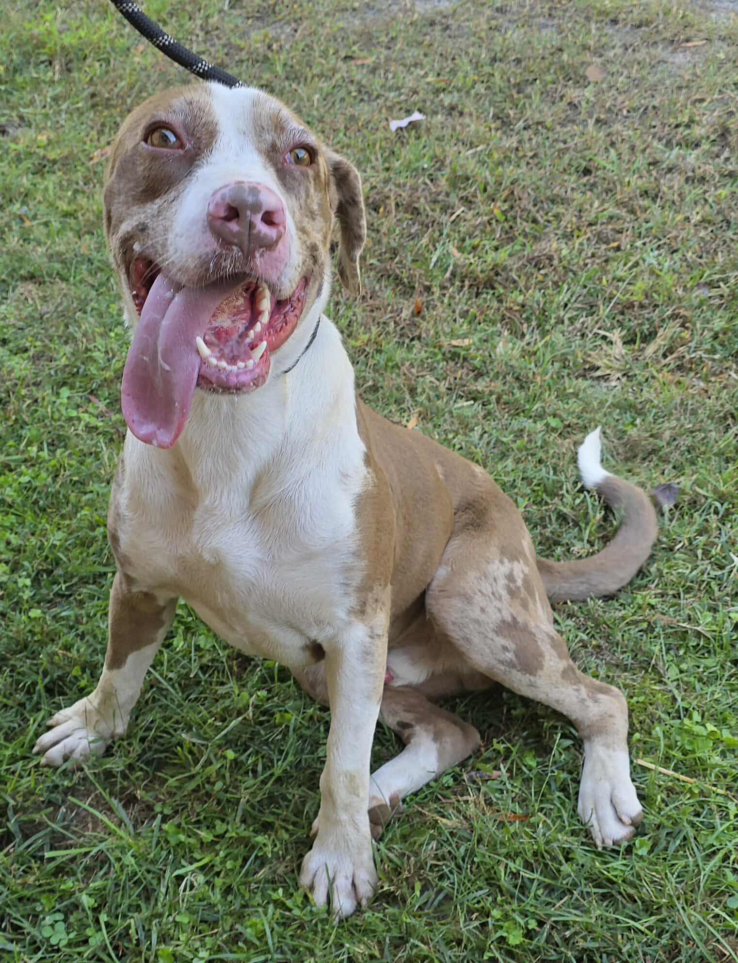Enlarge Yedi, a Adoptable mixed breed in Newport, TN image 4/6