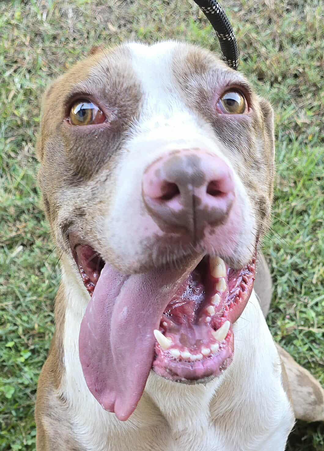 Enlarge Yedi, a Adoptable mixed breed in Newport, TN image 5/6