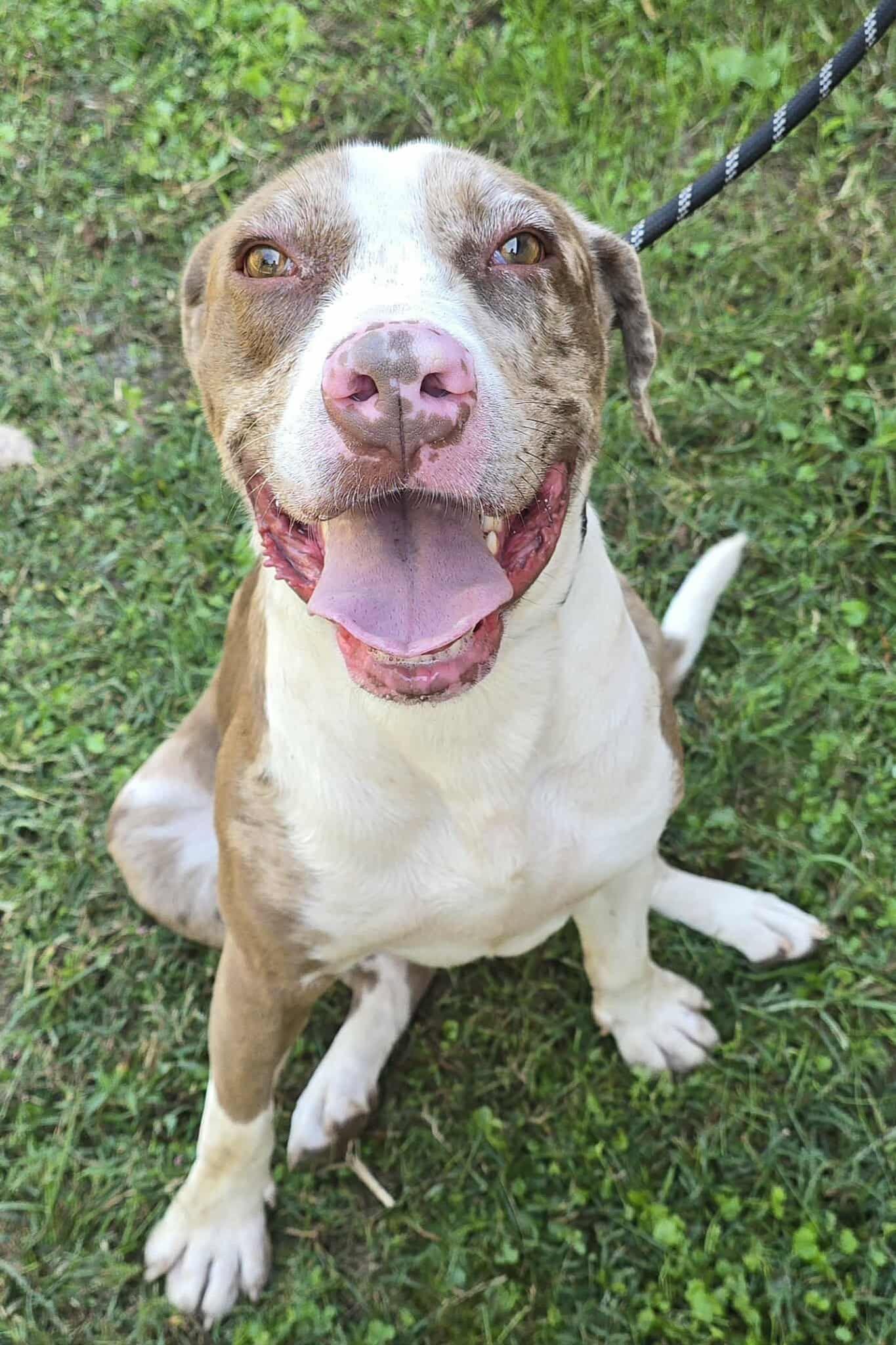 Enlarge Yedi, a Adoptable mixed breed in Newport, TN image 6/6