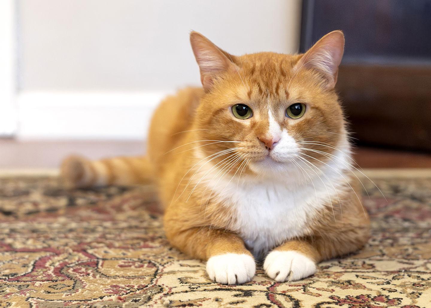 Enlarge Cobbler, a Adopted Domestic Short Hair in Buford, GA image 1/3