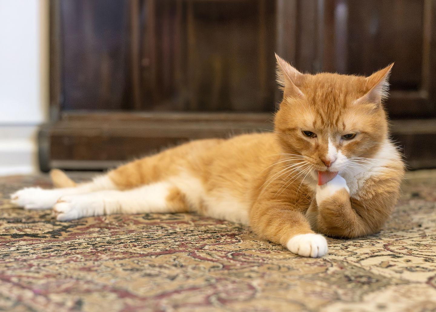 Enlarge Cobbler, a Adopted Domestic Short Hair in Buford, GA image 2/3