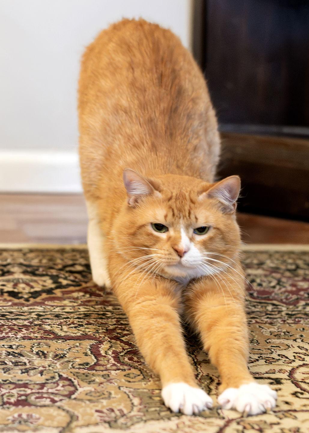 Enlarge Cobbler, a Adopted Domestic Short Hair in Buford, GA image 3/3
