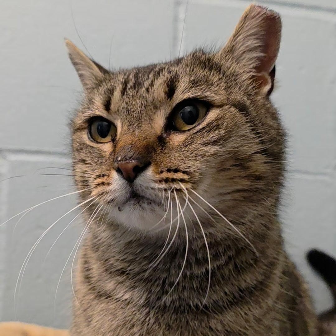 Enlarge Love Bug, an adopted mixed breed in Smithtown, NY image 2/2