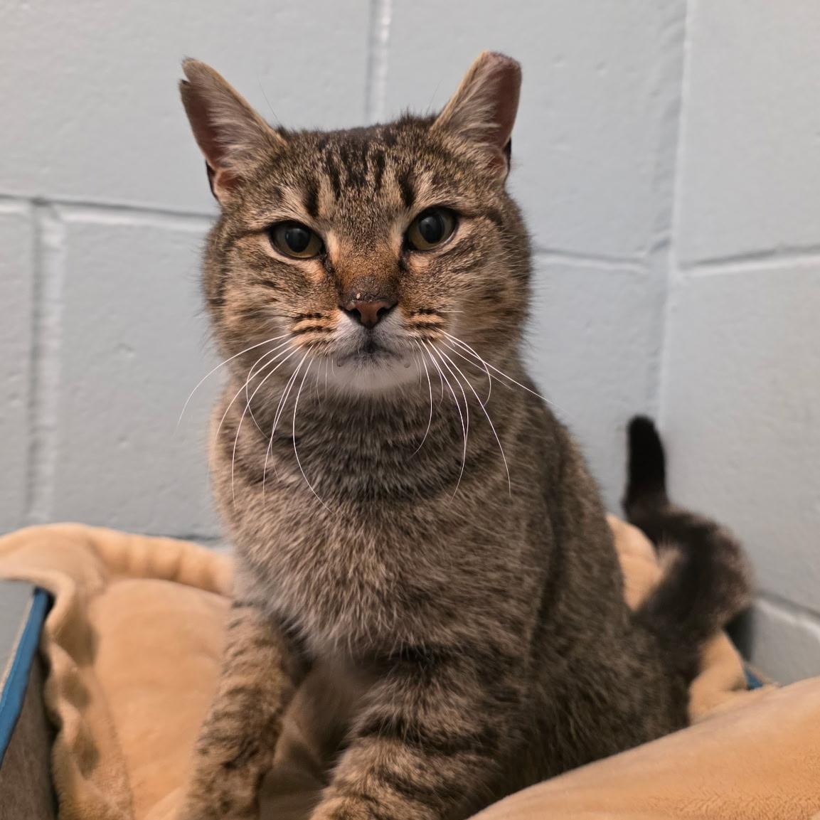 Love Bug, adopted, Adult Female Domestic Short Hair.