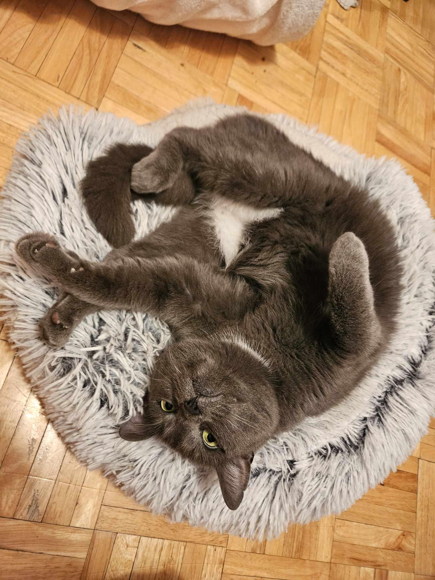 Enlarge Chanterelle, a Adopted Domestic Short Hair in Montreal, QC image 1/3