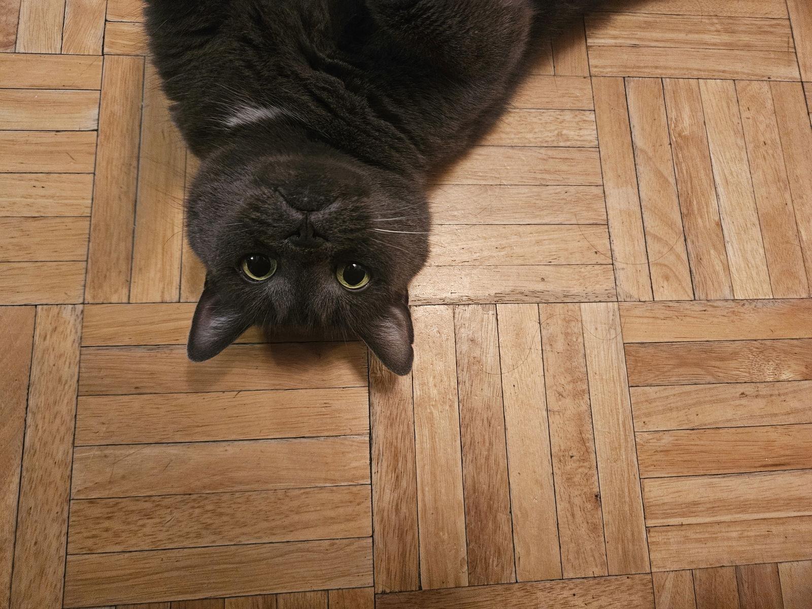 Enlarge Chanterelle, a Adopted Domestic Short Hair in Montreal, QC image 2/3