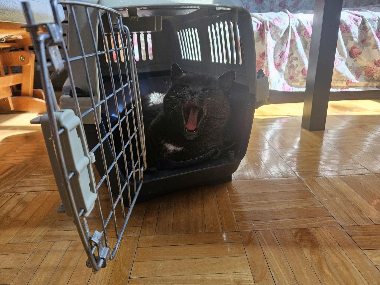 Enlarge Chanterelle, a Adopted Domestic Short Hair in Montreal, QC image 3/3