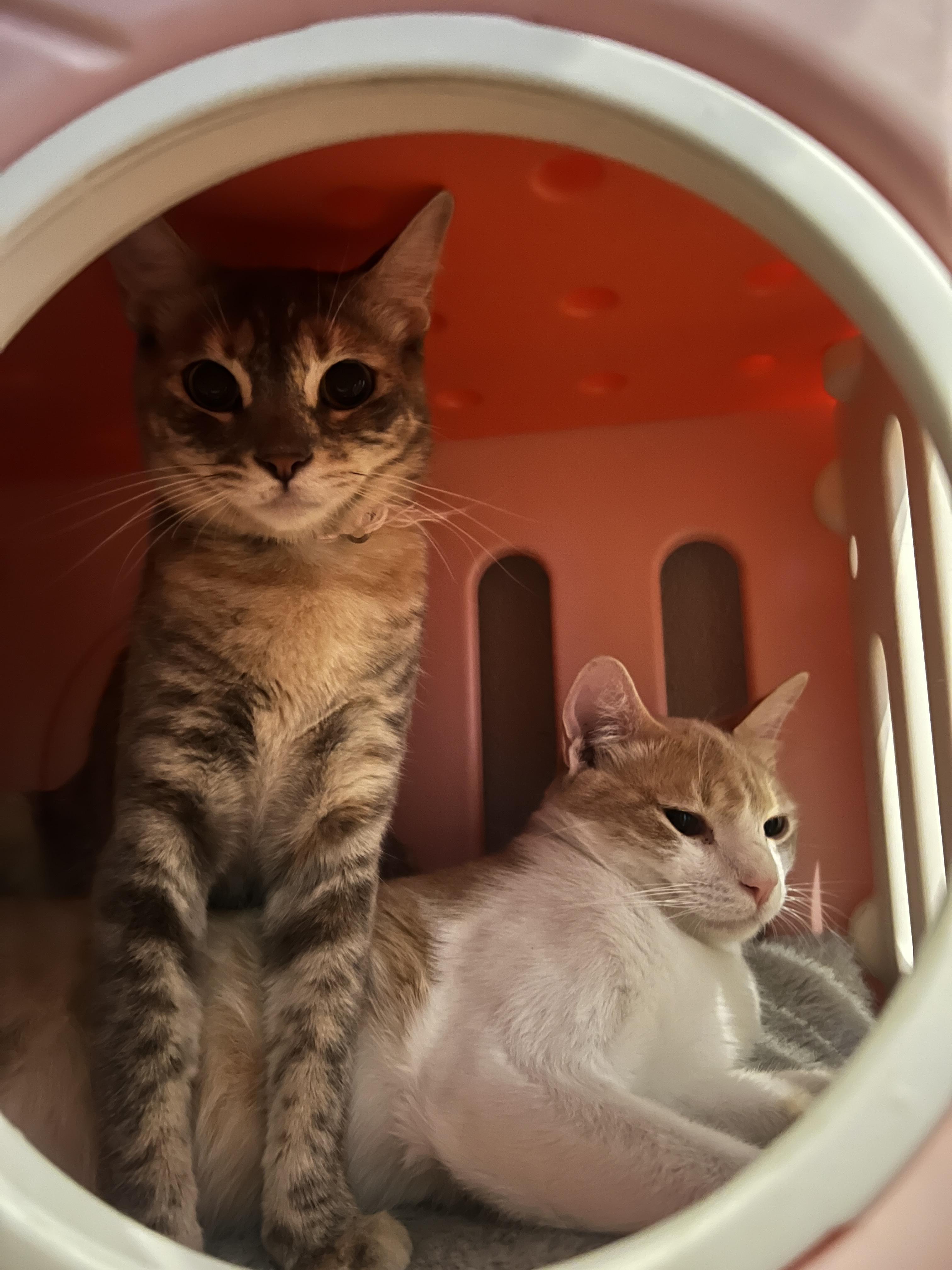 honey dew (& pebbles), an adoptable Abyssinian in Canoga Park, CA, 91303 | Photo Image 2