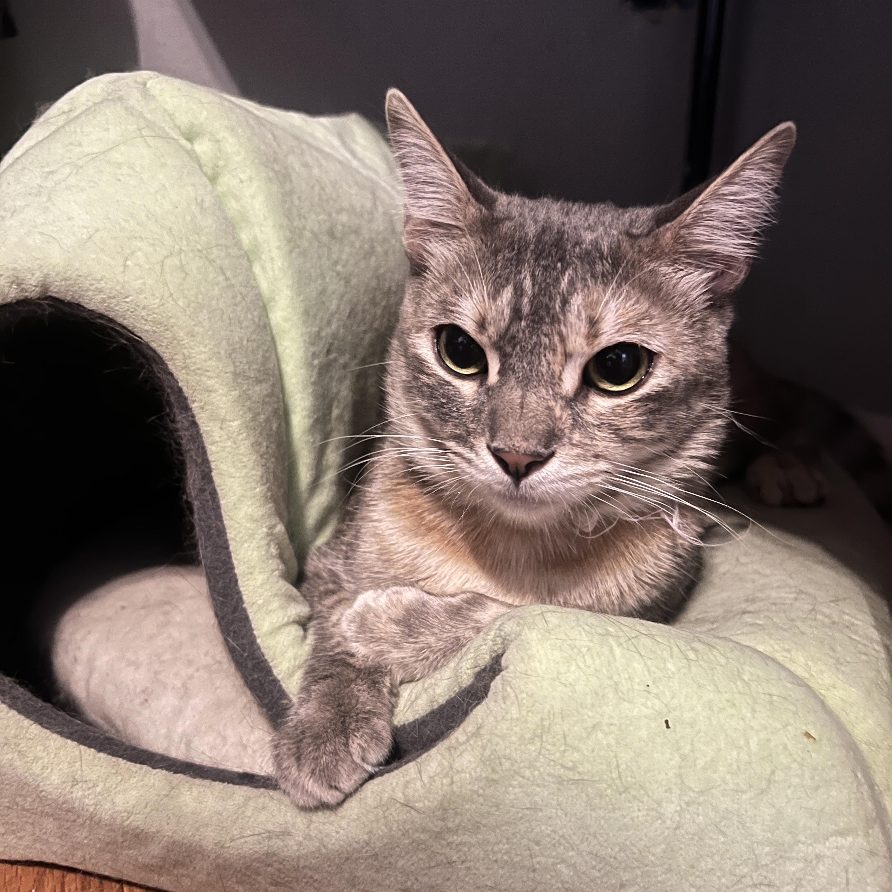 Enlarge honey dew (& pebbles), a Adoptable mixed breed in Canoga Park, CA image 2/4