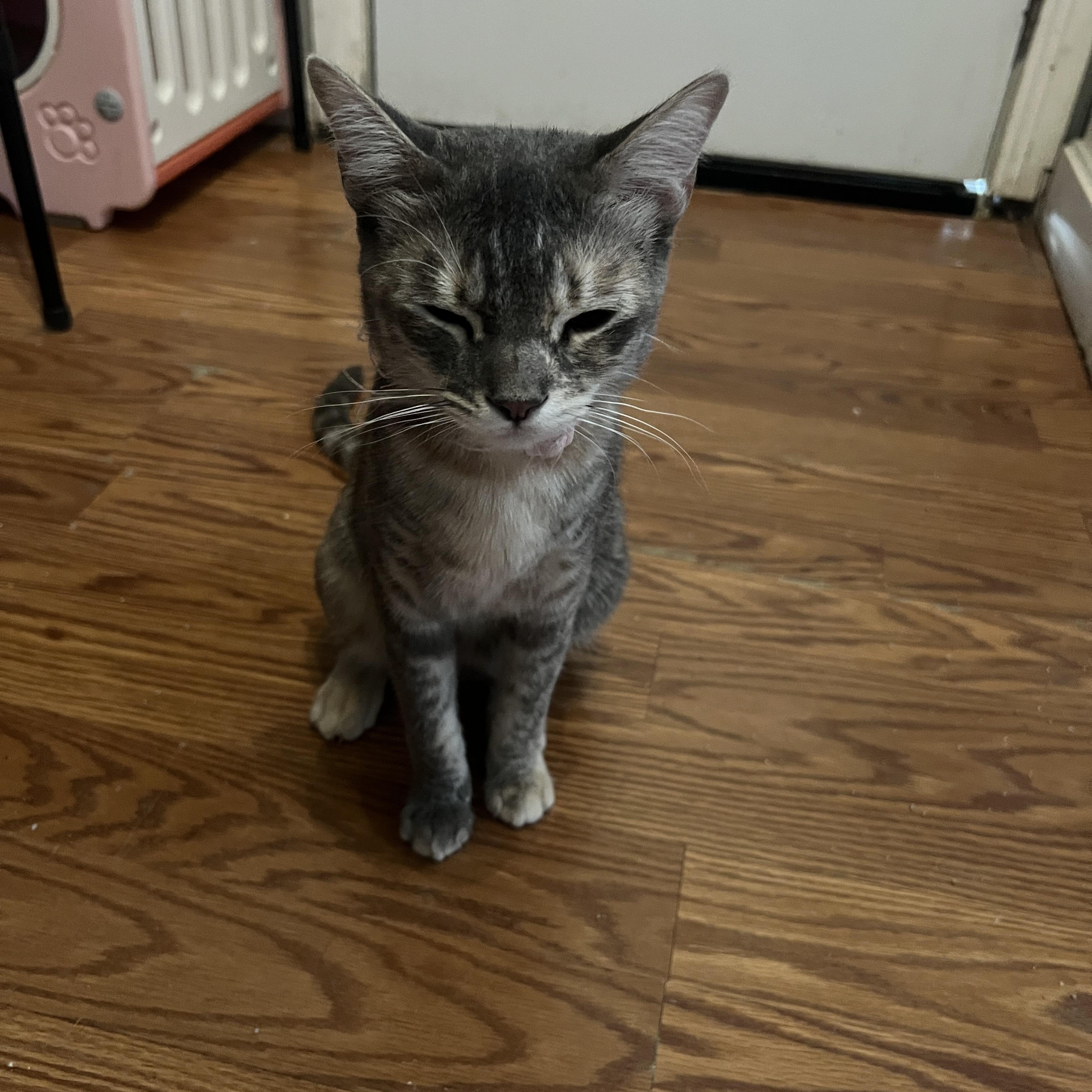 honey dew (& pebbles), an adoptable Abyssinian in Canoga Park, CA, 91303 | Photo Image 4