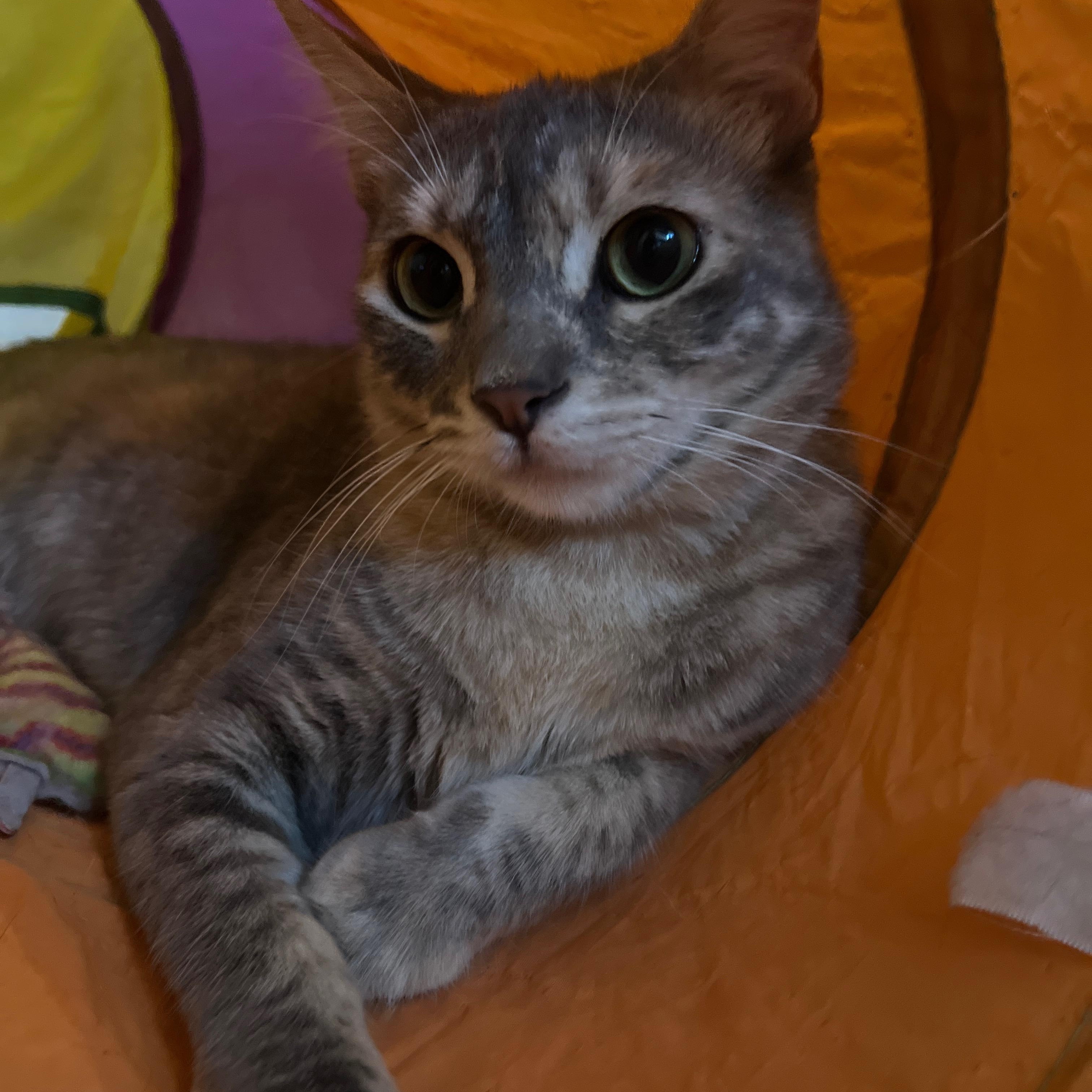honey dew (& pebbles), an adoptable Abyssinian in Canoga Park, CA, 91303 | Photo Image 3