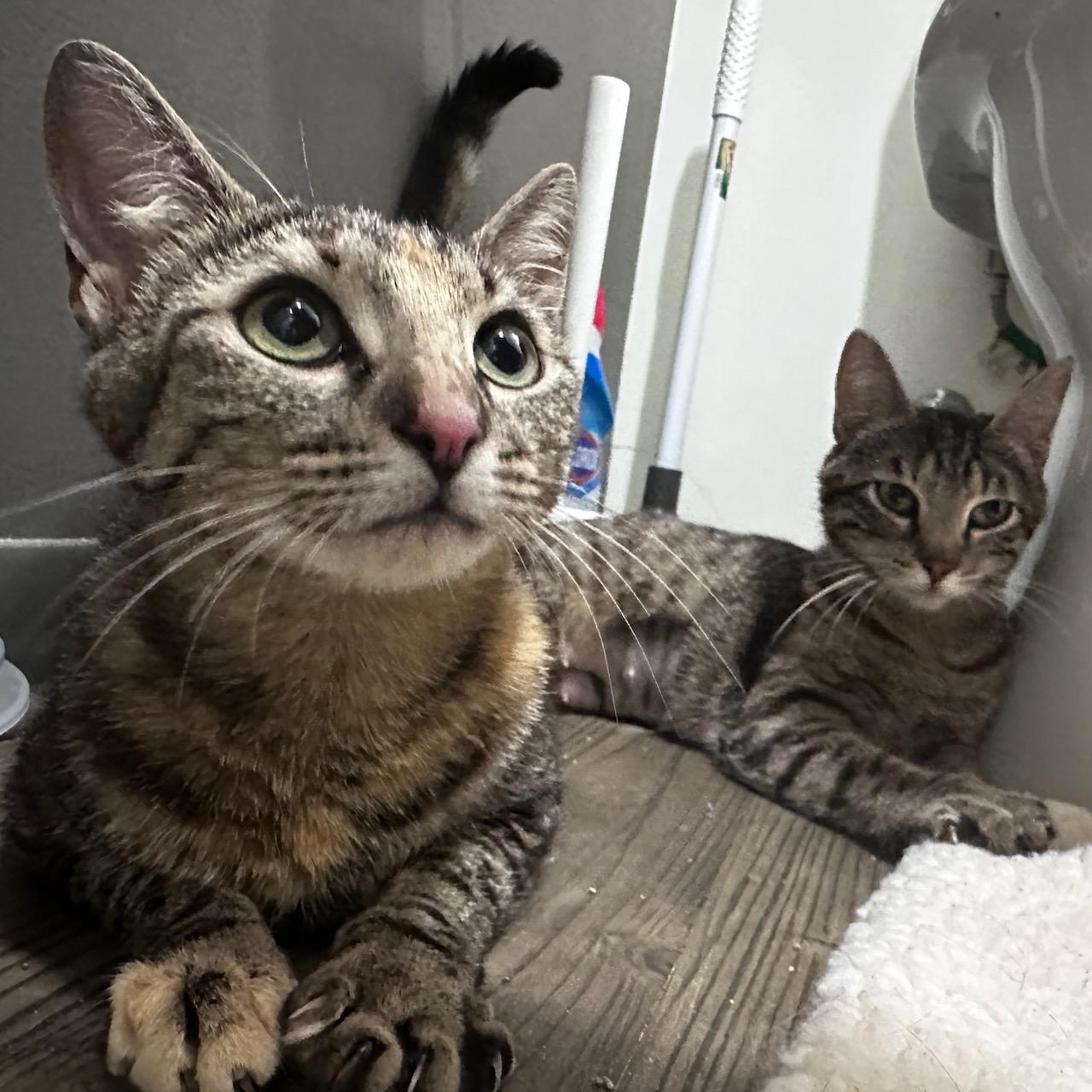 Tanuki (bonded with Kitsune), Adoptable, Young Female Domestic Short Hair.