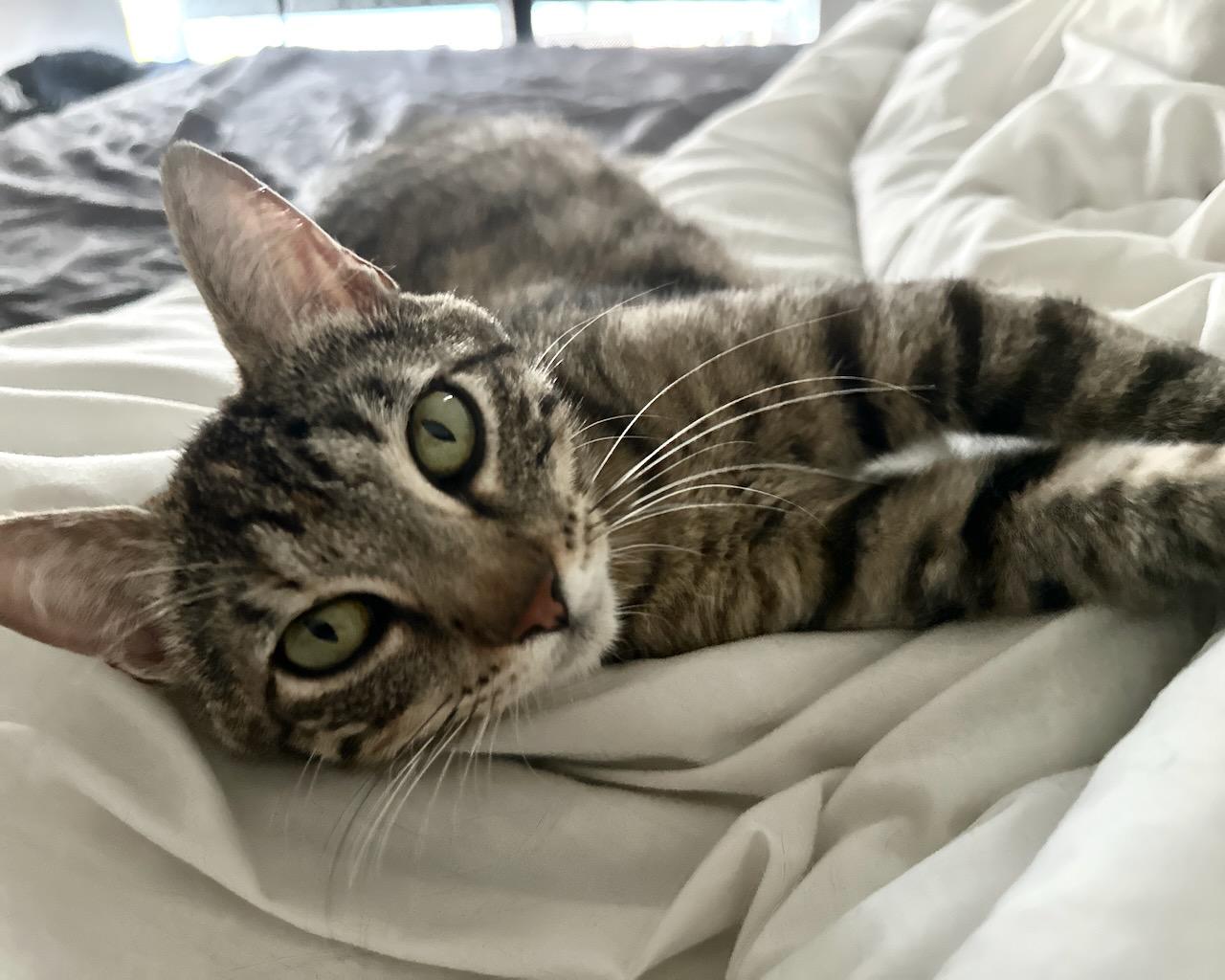 Tanuki (bonded with Kitsune), a Adoptable Domestic Short Hair in San Francisco, CA image 2/3