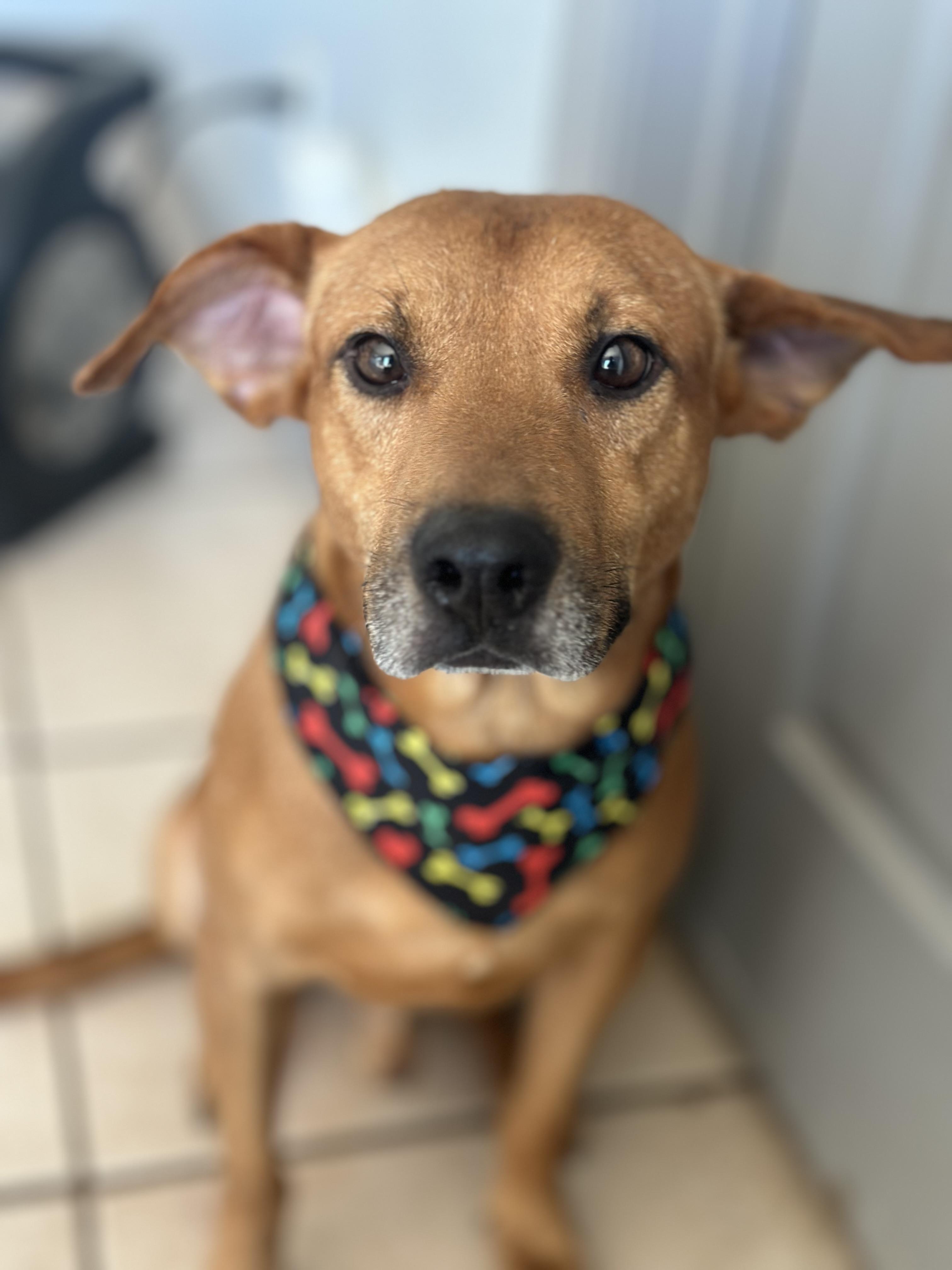 Mr Smiley, an adoptable Labrador Retriever in Portland, OR, 97220 | Photo Image 1