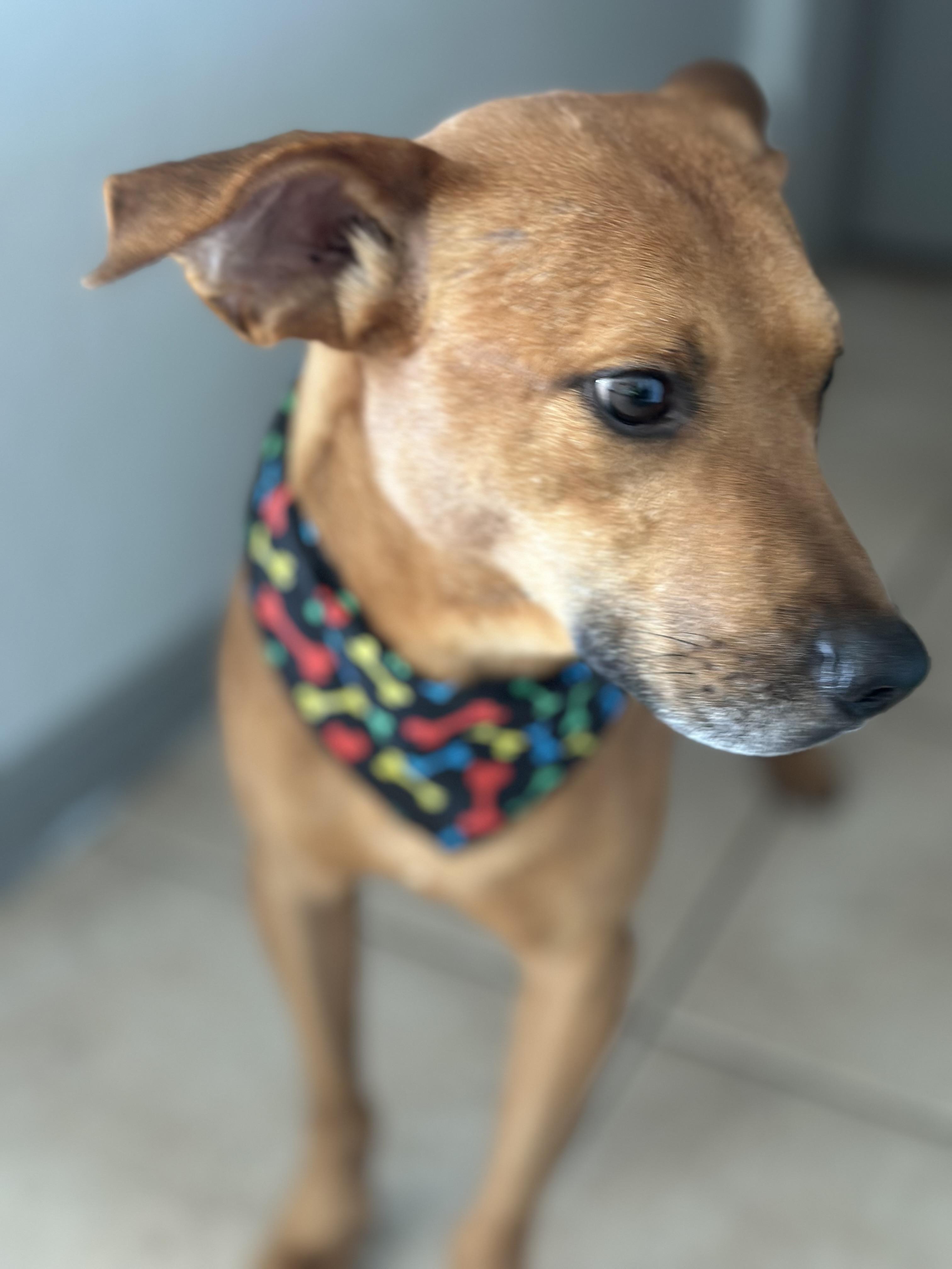 Enlarge Mr Smiley, a Adoptable mixed breed in Portland, OR image 2/4