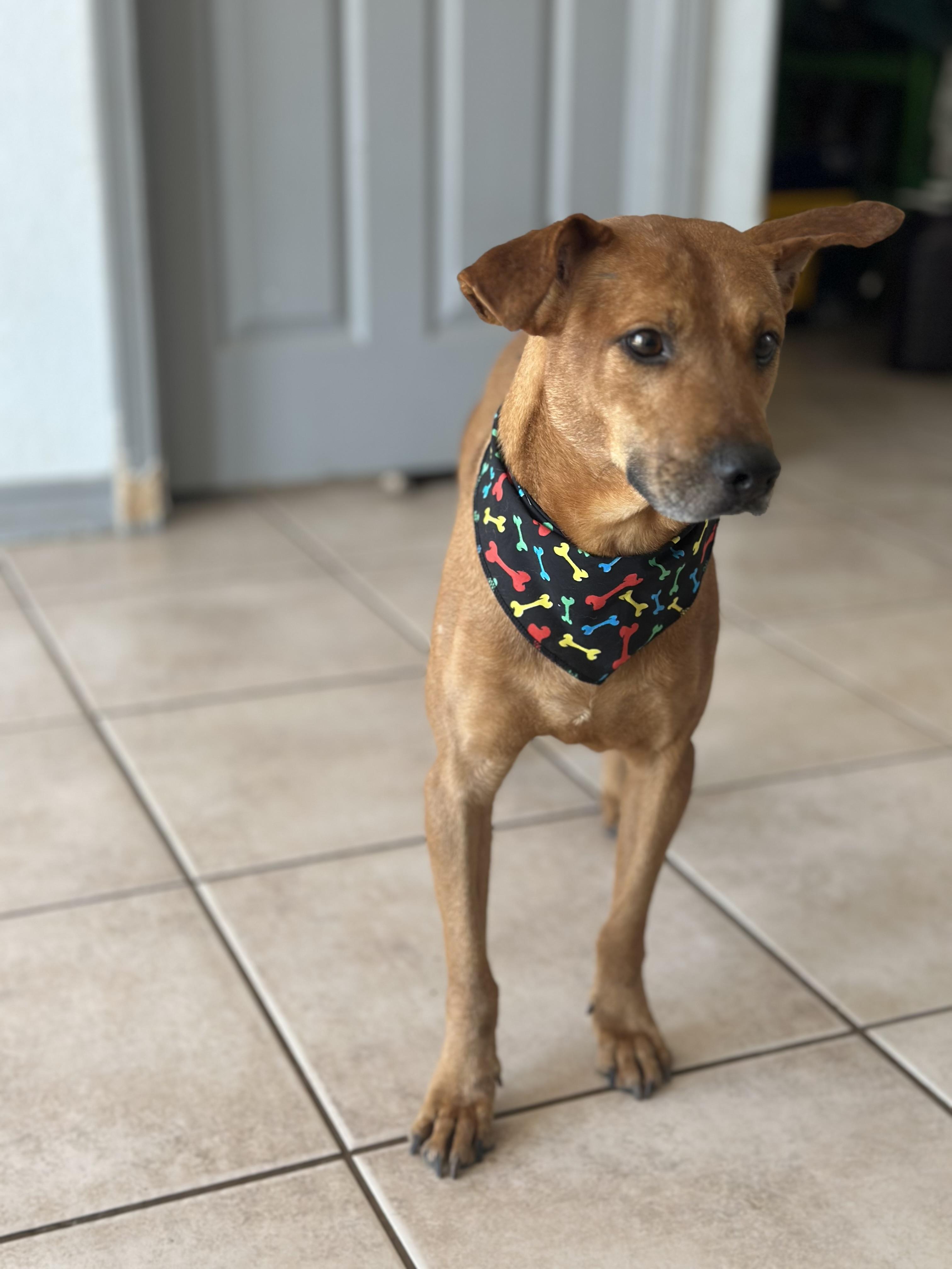 Enlarge Mr Smiley, a Adoptable mixed breed in Portland, OR image 3/4